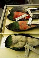 MASM04540 Trogon massena.jpg