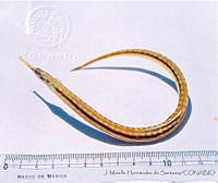 JMHS0046 Strongylura timucu Strongylura timucu.jpg