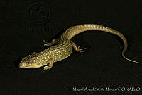 MASM00426 Barisia imbricata.jpg