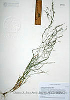 DZAJ757 Eragrostis pectinacea.JPG