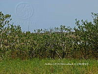 NBA0094 Avicennia germinans.JPG