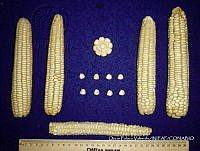 SinOPV263 Zea mays.jpg