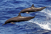 JUR0006 Stenella longirostris.jpg