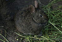 MASM06337 Romerolagus diazi.jpg