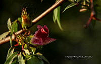 FBA1318 Gossypium hirsutum.jpg