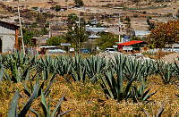 FBA1367 Paisaje agavero.jpg