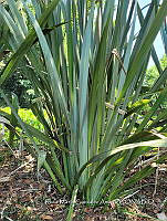 SG019 0078 Phormium tenax.jpg