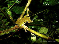 OHO020 Plectrohyla guatemalensis.jpg