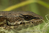 EGP0212 Mesaspis moreletii.jpg