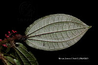Hueyap 0059 Clidemia setosa.jpg