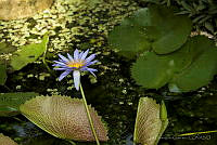 IDG1317 Pontederiaceae.jpg