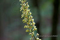 ZAPF 0818 Govenia.jpg
