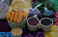 FBA0871 Phaseolus vulgaris y Zea mays.jpg