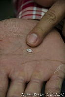 ARL00168 Dactylopius coccus.jpg