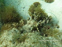 NE018 0326 Millepora alcicornis.jpg