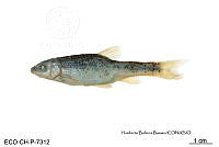 ME006 Peces 033 Campostoma anomalum.jpg