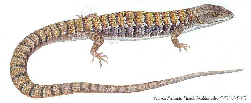 MAPM0969%20Elgaria%20multicarinata.jpg.qyfCgrn8MT1PsSdhQA3g0JtbmFja29CbnFuZ3NAbXJ6LGtwZwA.xCVkwBqn0x