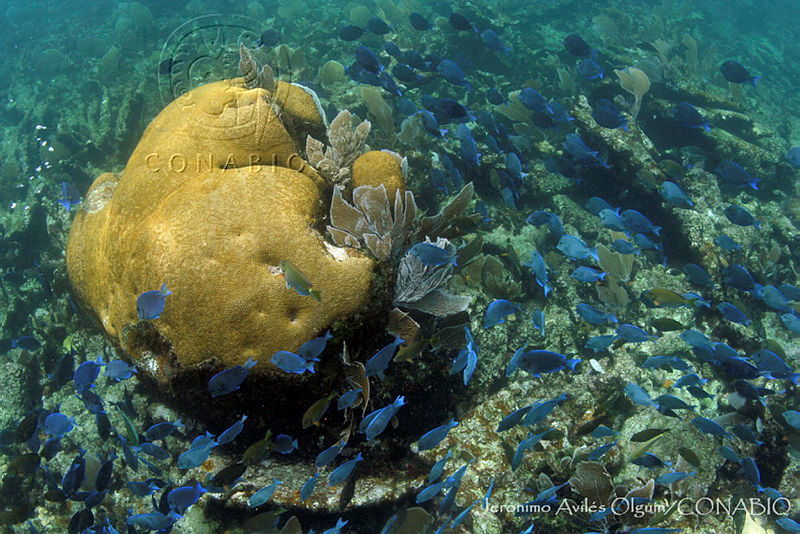 JAO0010%20Acanthurus%20bahianus%2C%20Acanthurus%20coeruleus%2CDiploria%20strigosa.tif.kSfK1vn0MT0ry3VjQA3g0JtbmFja29CbnFuZ3NAbXJ6LGtwZwA.lt8 cGiB6S
