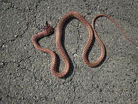 JLE0057 Masticophis flagellum.jpg