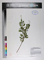 JAdNV0171 Galphimia glauca.JPG