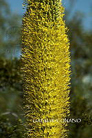 3R 00860 Agave angustifolia.tif