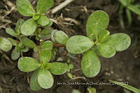 IMDOC4608 Portulaca oleracea.jpg