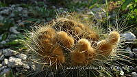 LCF0297 Cactaceae.jpg