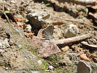 ADJ0397 Hemiargus ceraunus ssp. astenidas.jpg