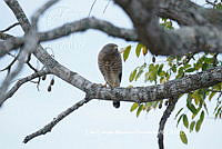 LEMH096 Rupornis magnirostris.JPG
