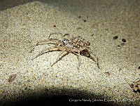 GNSE001 Lycosidae.jpg