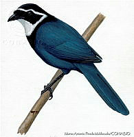 MAPM0124 Cyanolyca mirabilis.jpg