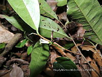 JF092 1058 Daphnopsis ficina.jpg