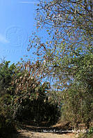 MRG 0825 Albizia occidentalis var. occidentalis.JPG