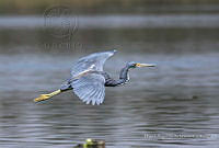 MASM07755 Egretta tricolor.jpg