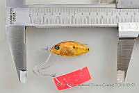 RQTG1016 Herichthys cyanoguttatus.jpg