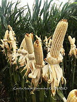 CAH 001 Zea mays.jpg