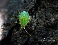 NS002 Nezara sp..jpg