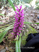 JF092 0005 Arpophyllum medium.jpg