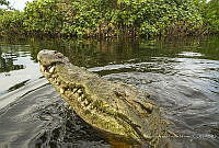 MASM06876 Crocodylus acutus.jpg