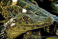 MDL0081 Caiman crocodilus.jpg