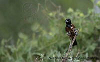 AAKVDH 0503 Icterus spurius.JPG