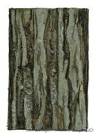 ADDLT0012 Conocarpus erectus.JPG