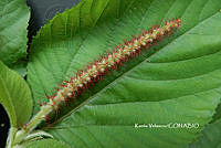 ME010 KV 01048 Acalypha schiedeana Schltdl., 1832.JPG