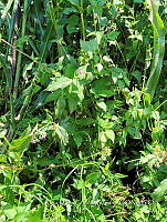 SG019 0113 Tinantia erecta.jpg