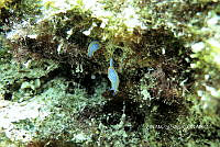NE018 0793 Felimare porterae.jpg