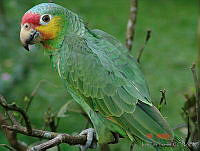 ILT0001 Amazona autumnalis.jpg