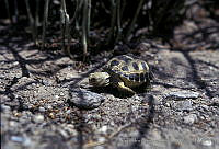 AB0241 Gopherus flavomarginatus.jpg