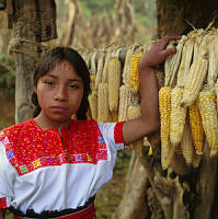 ARS00461 Zea mays.jpg