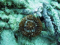 HPE021 Scolymia sp..jpg