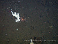 IFREMER-ICMyL-UNAM 0004 Brisinga sp..jpg